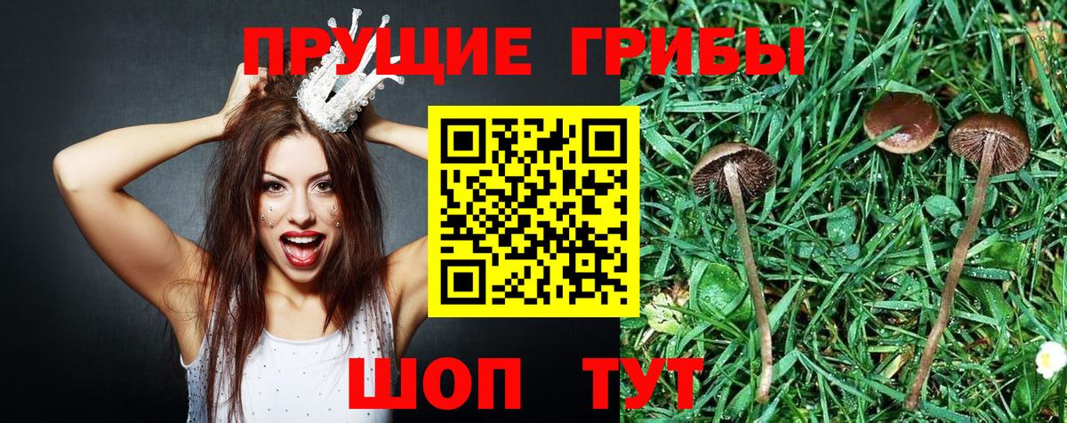 Галлюциногенные грибы Cubensis Тында